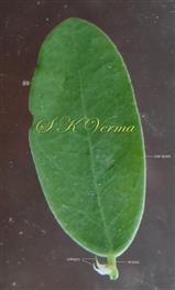  Foliage Leaf and Stipules